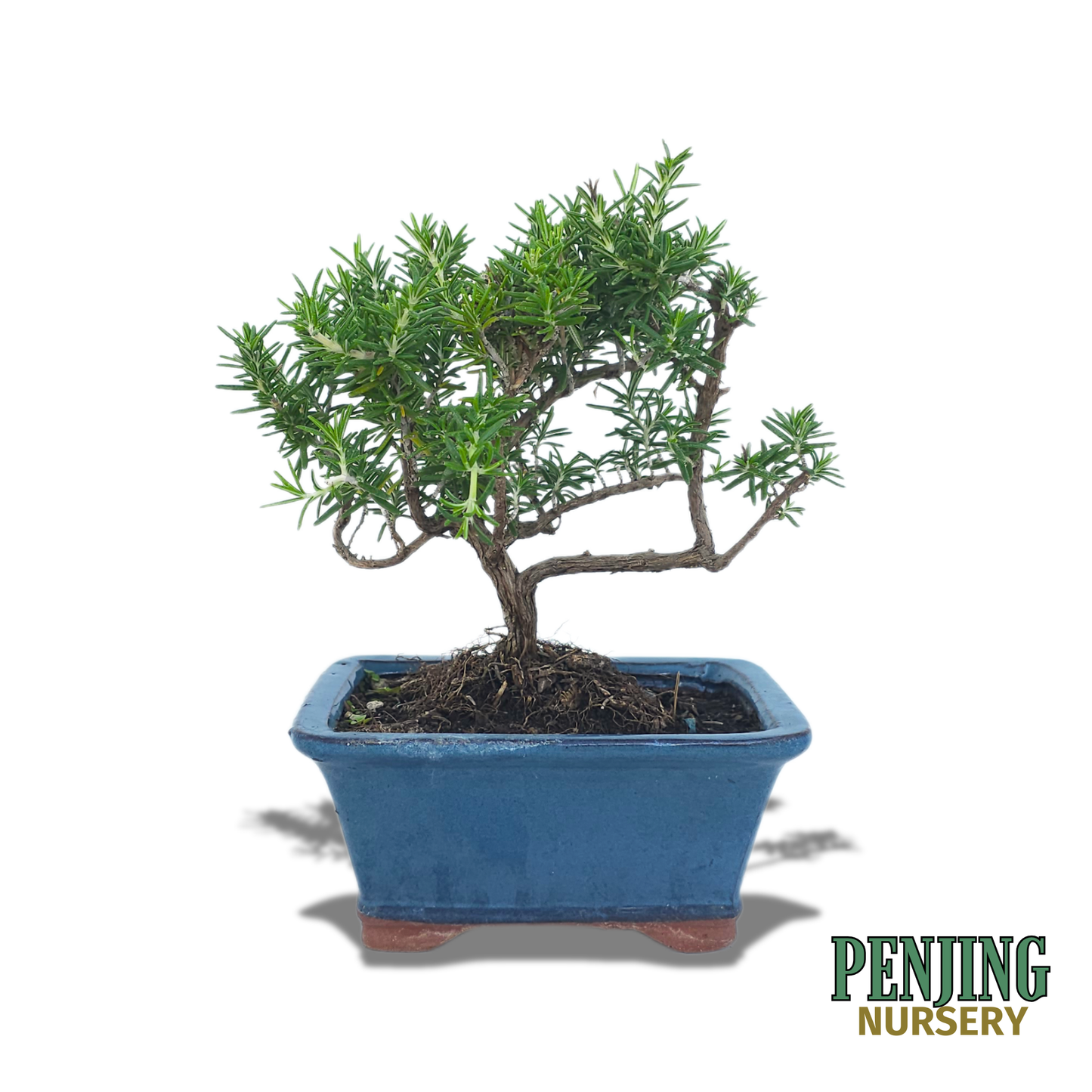 Rosemary Bonsai