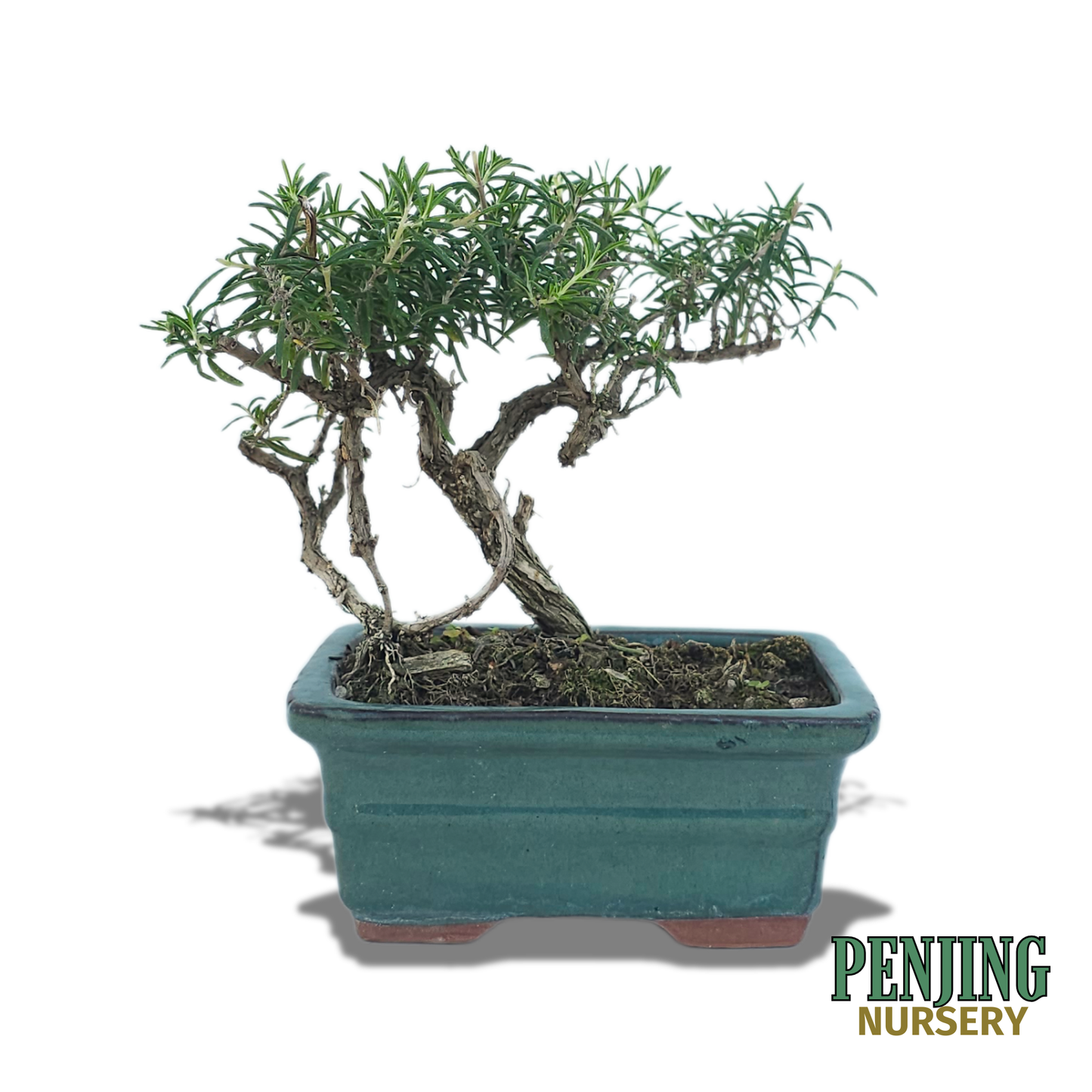 Rosemary Bonsai