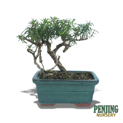 Rosemary Bonsai