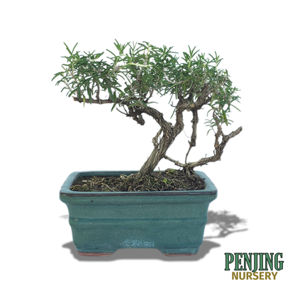 Rosemary Bonsai