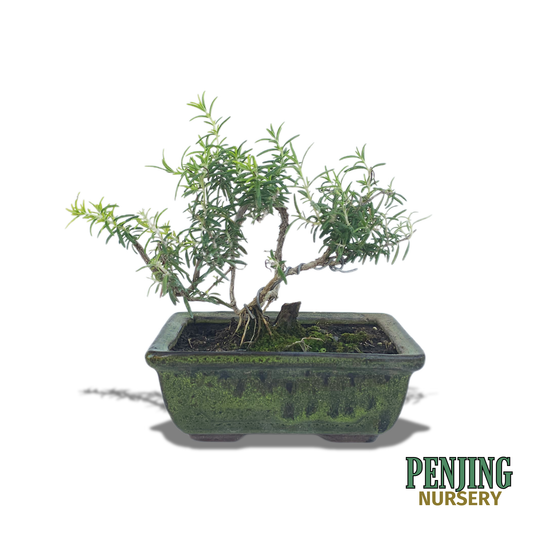 Rosemary Bonsai