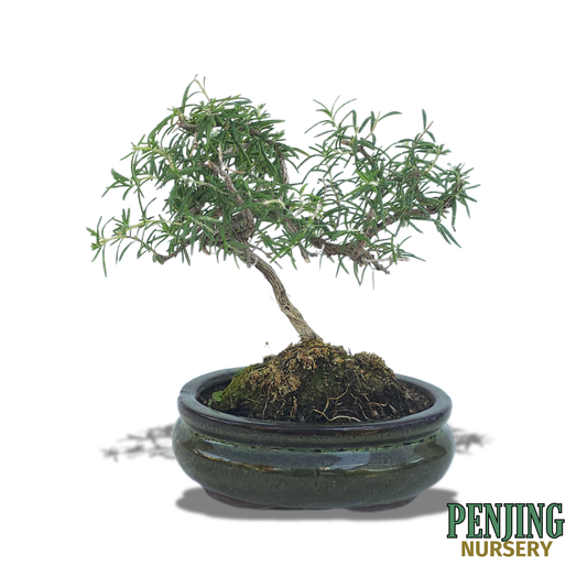 Rosemary Bonsai