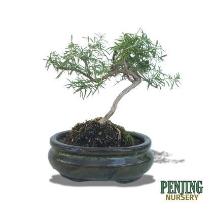 Rosemary Bonsai