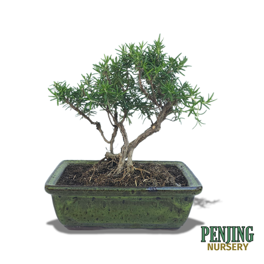 Rosemary Bonsai