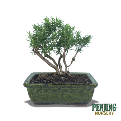 Rosemary Bonsai