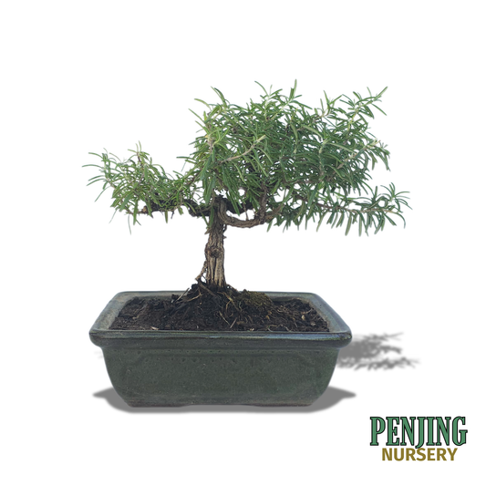 Rosemary Bonsai