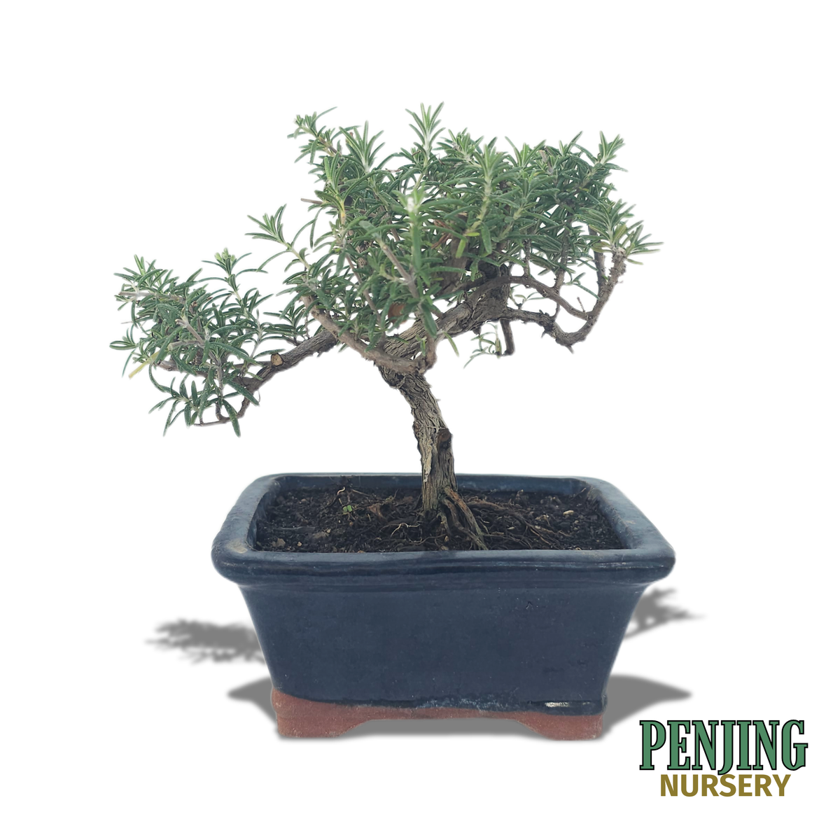 Rosemary Bonsai