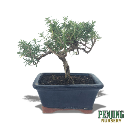 Rosemary Bonsai