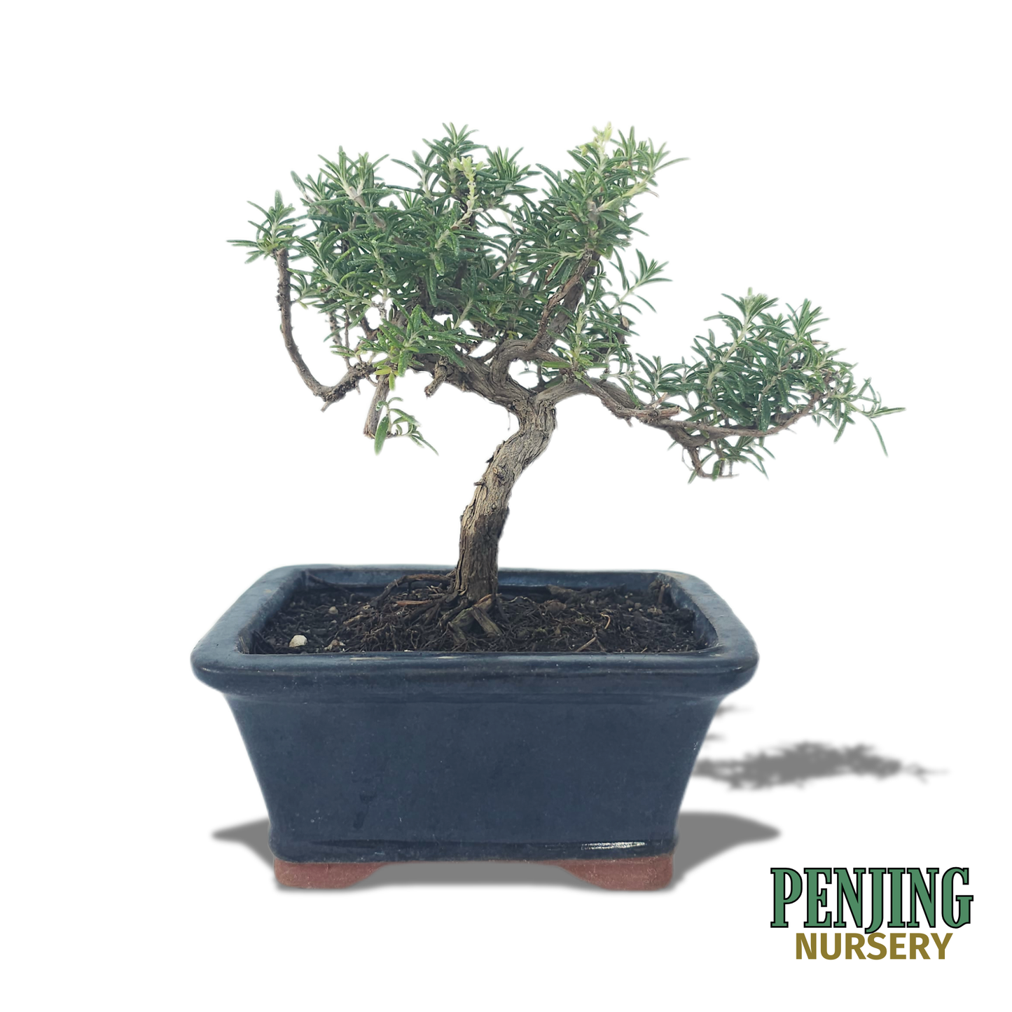 Rosemary Bonsai
