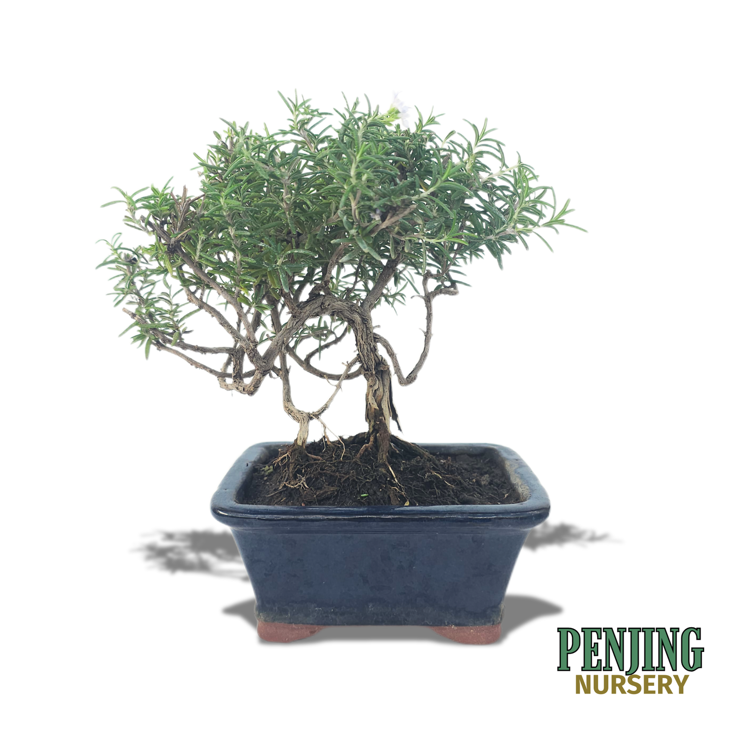 Rosemary Bonsai