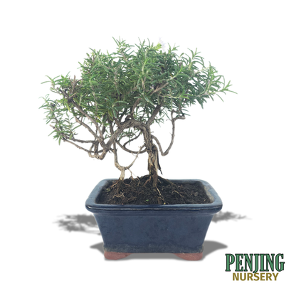 Rosemary Bonsai