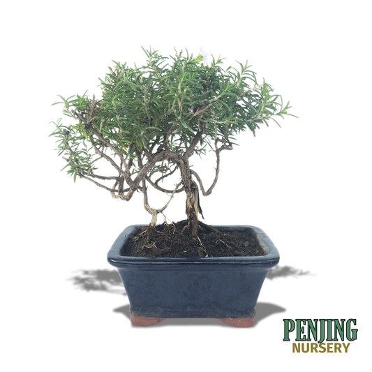 Rosemary Bonsai