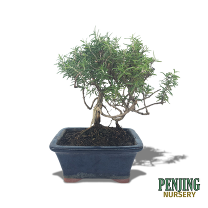 Rosemary Bonsai