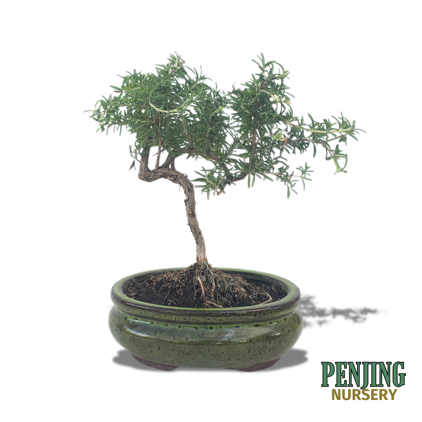 Rosemary Bonsai