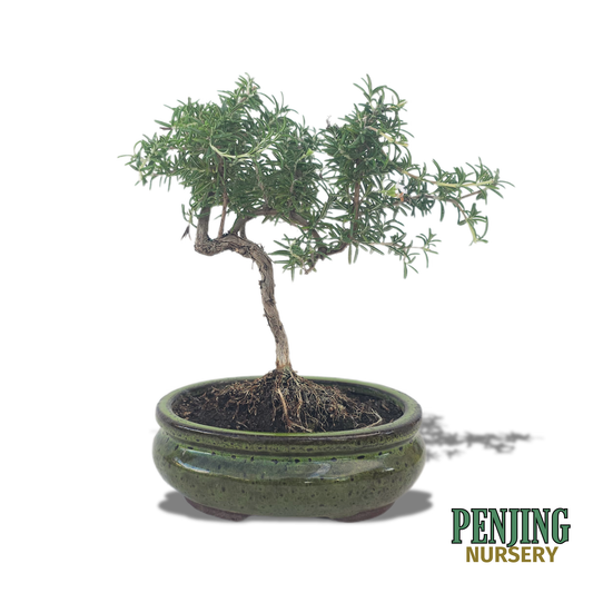 Rosemary Bonsai