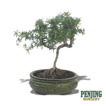 Rosemary Bonsai