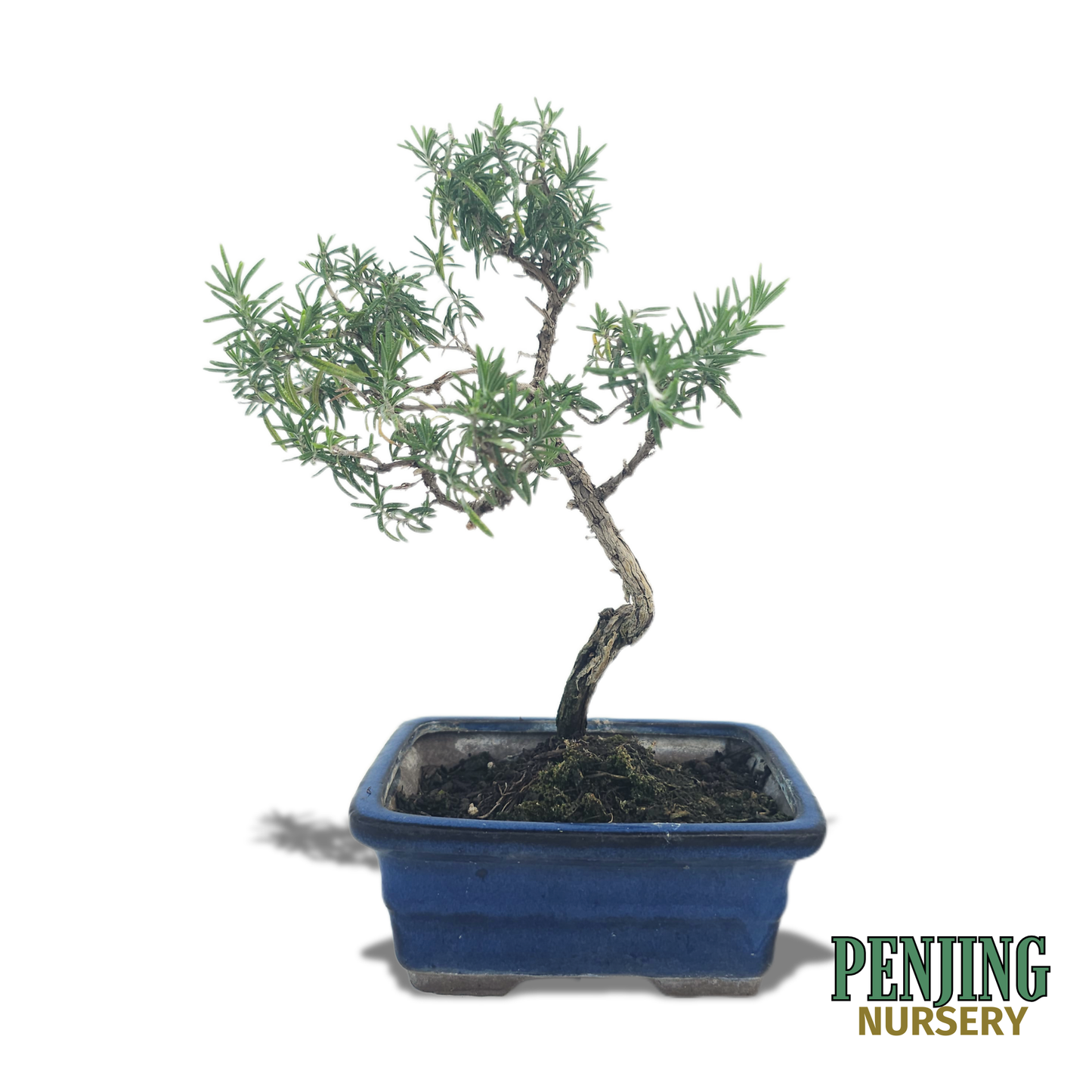 Rosemary Bonsai