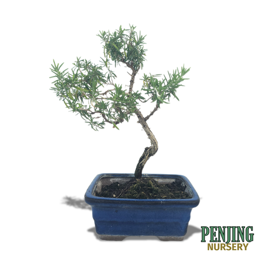 Rosemary Bonsai