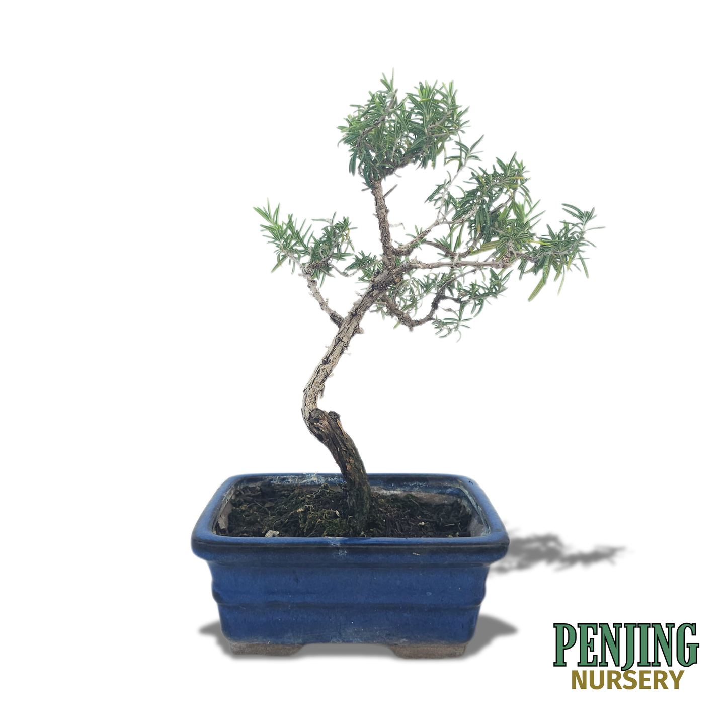 Rosemary Bonsai