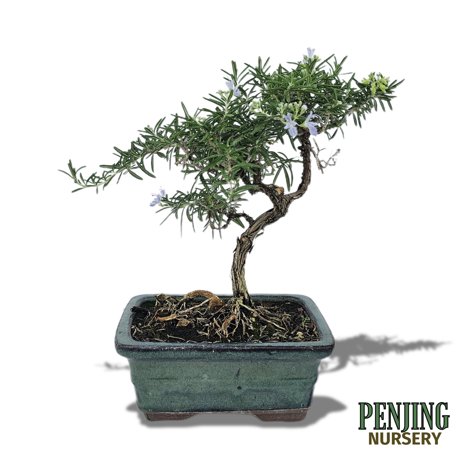 Rosemary Bonsai – PenJing Nursery