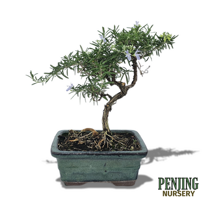 Rosemary Bonsai