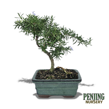 Rosemary Bonsai