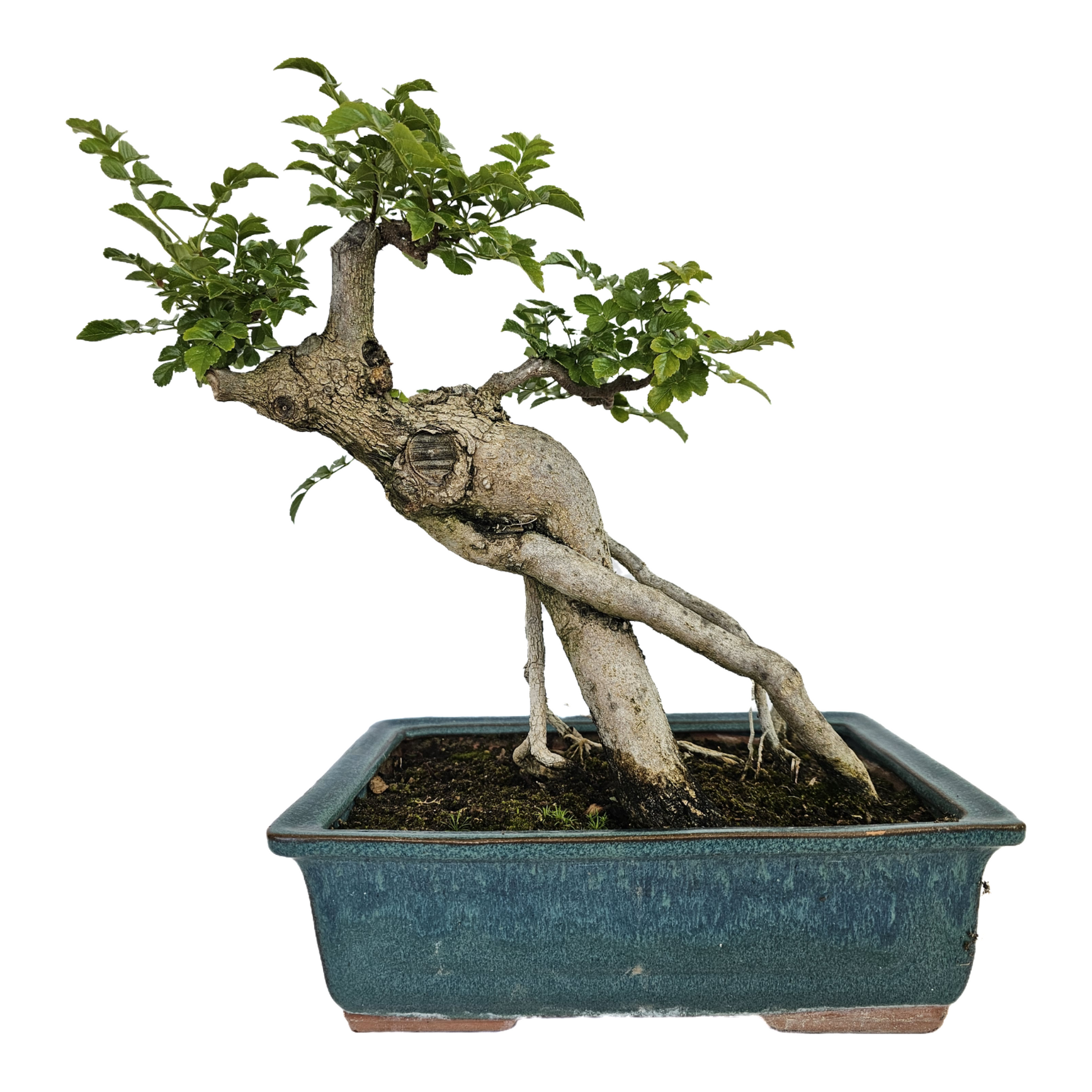 honeysuckle bonsai tree Honeysuckle Bonsai – PenJing Nursery