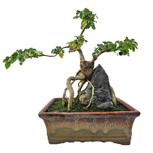 Honeysuckle Bonsai