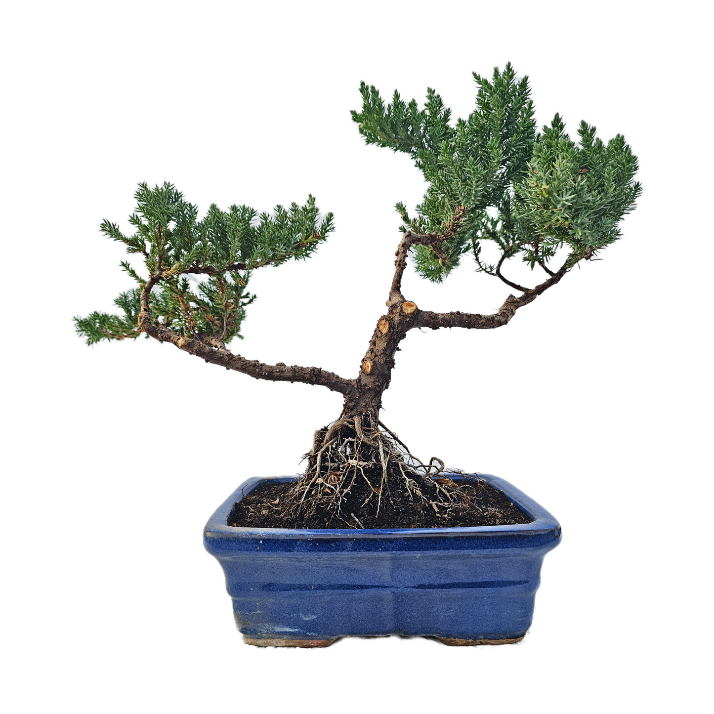 Green Mound Juniper Bonsai