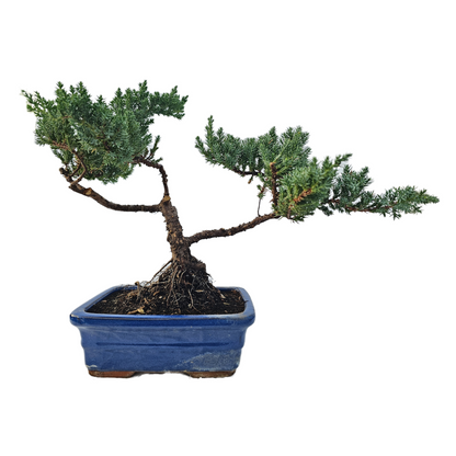 Green Mound Juniper Bonsai