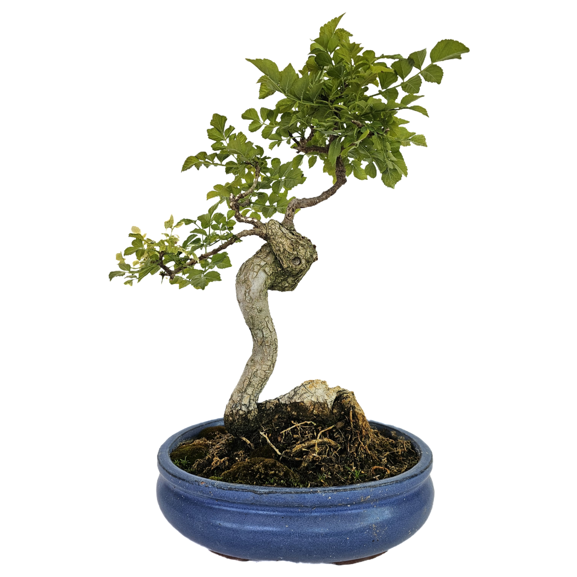 honeysuckle bonsai tree Honeysuckle Bonsai – PenJing Nursery