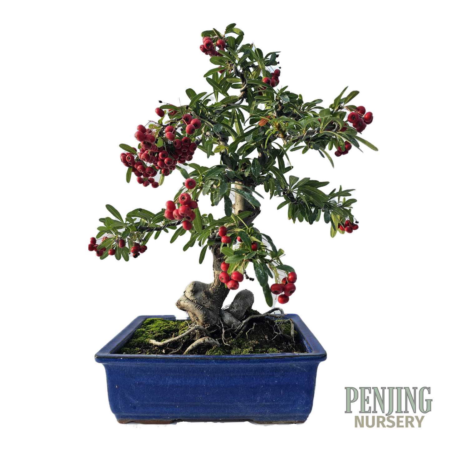 Pyracantha Bonsai