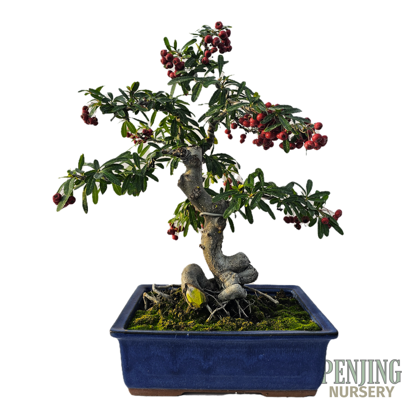 Pyracantha Bonsai